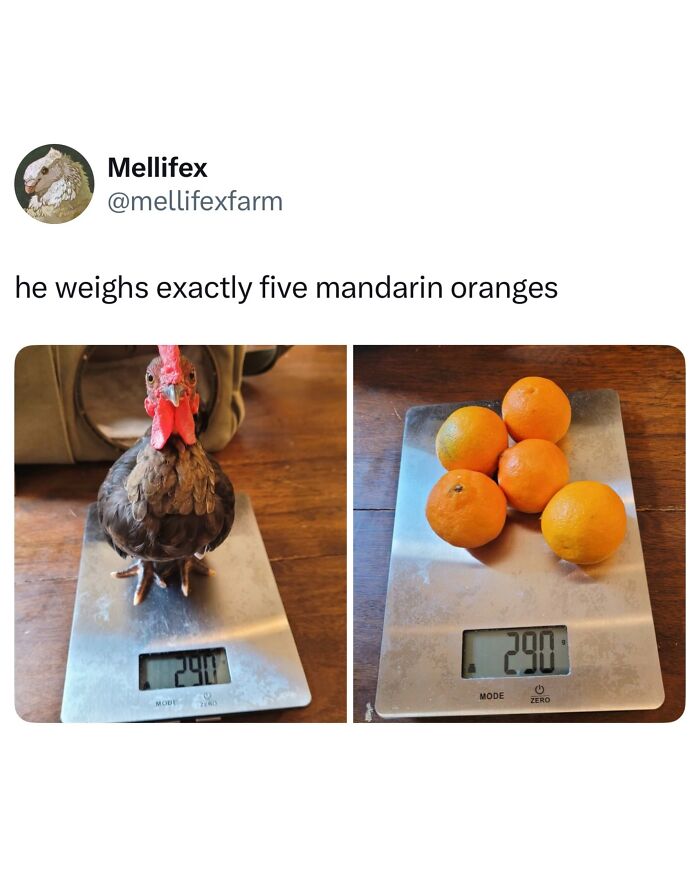 Funny animal meme of a small rooster on a scale next to five mandarin oranges, showing equal weight.