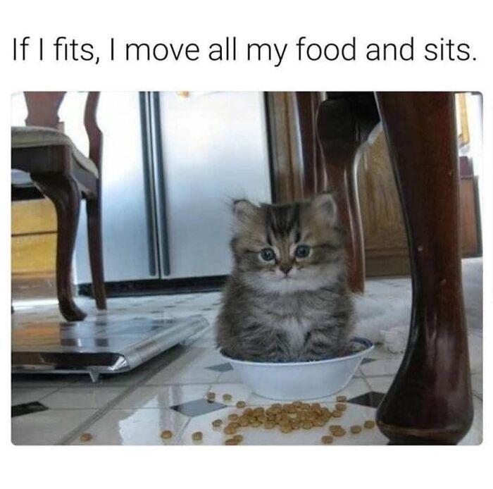 This Instagram Page With Millions Of Followers Shares Some Of The Most Relatable Cat Memes On The Internet (38 Pics)