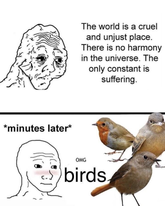 A meme with a sad man transforming to happy after seeing cute animal content, specifically birds.