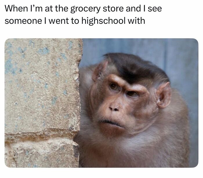 A funny animal meme featuring a monkey peeking around a corner with a surprised look, perfect for cute animal content.