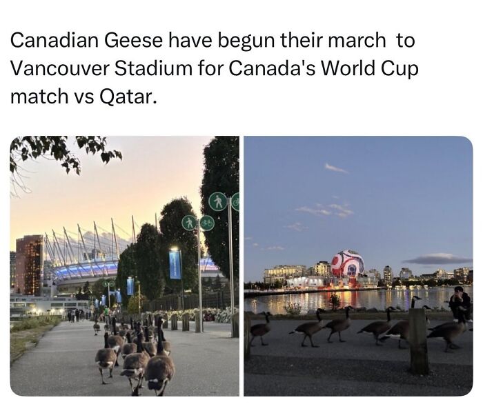 A funny animal meme with Canadian geese marching towards a stadium, providing cute animal content.