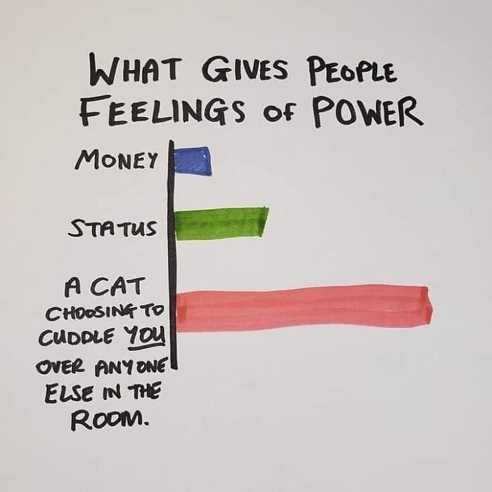 This Instagram Page With Millions Of Followers Shares Some Of The Most Relatable Cat Memes On The Internet (38 Pics)
