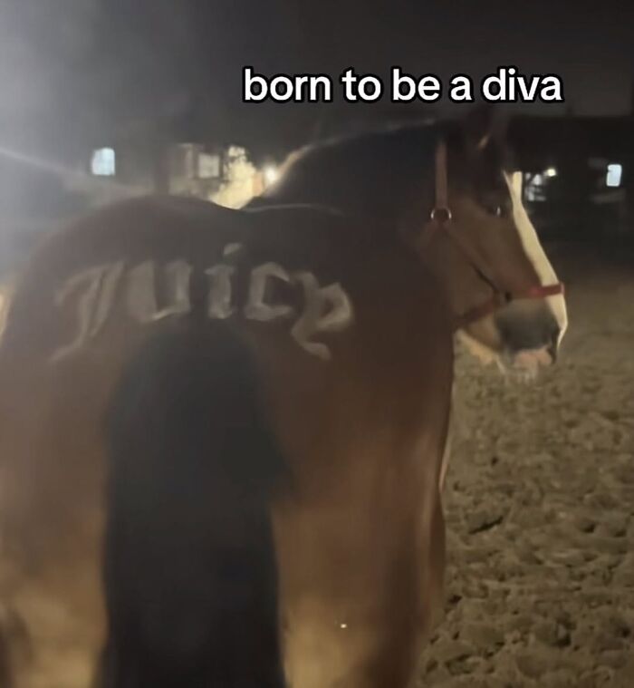 A funny animal meme of a horse with "Juicy" written on its flank, showing cute animal content.