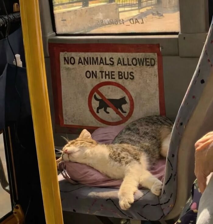 Funny pics with cats: A cat napping comfortably on a bus seat despite a NO ANIMALS ALLOWED sign in the background.