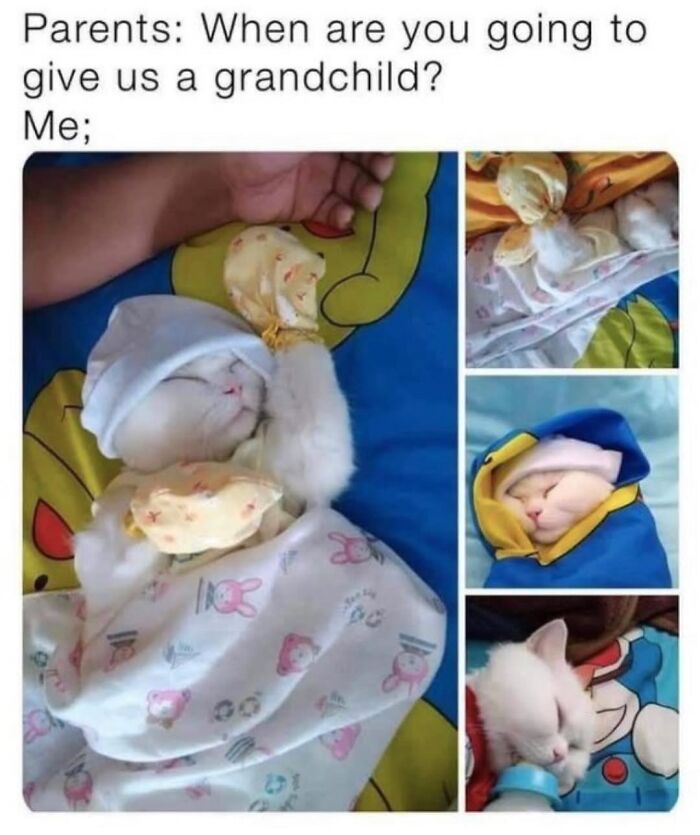 This Instagram Page With Millions Of Followers Shares Some Of The Most Relatable Cat Memes On The Internet (38 Pics)