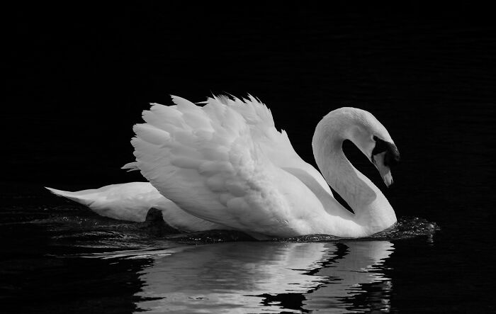 "Cisne Blanco" By Noe Castro