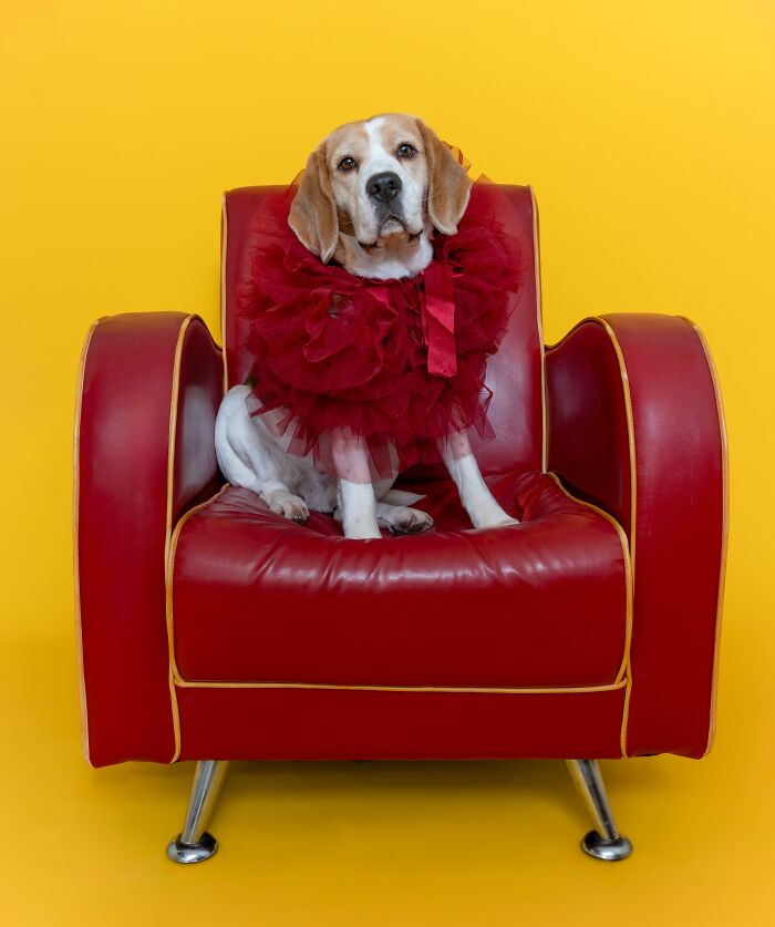 People’s Vote Award: My Chair By Isabella Robbeson
