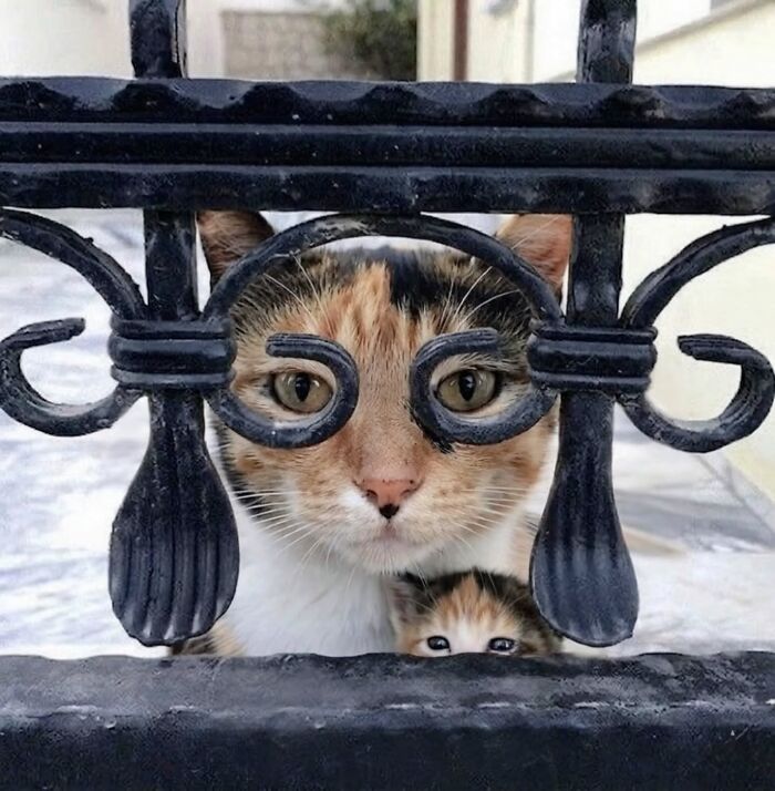 Funny pics with cats: A calico cat and a tiny kitten peer through an ornate black wrought-iron fence.