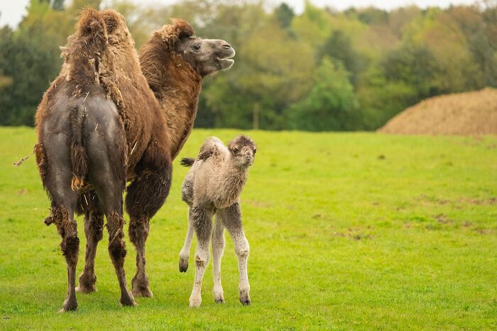 30 Heartwarming Photos Of Animal Moms And Their Babies Shared By Zooborns That Will Melt Your Heart