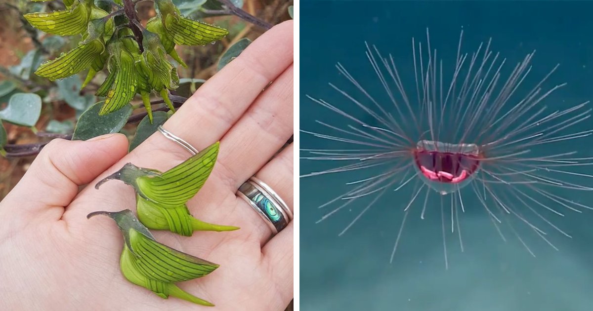 115 Photos And Facts That Showcase Just How Incredible Our World Really Is