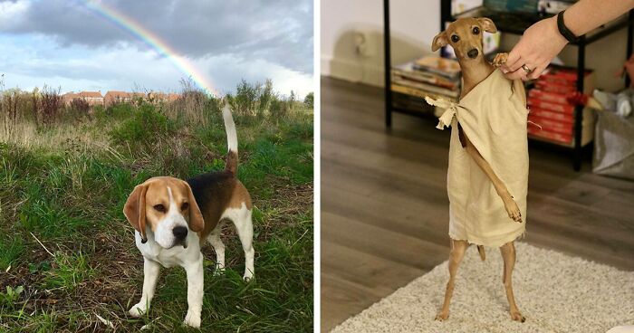 56 Dog Photos That Prove These Weirdos Make Life Better