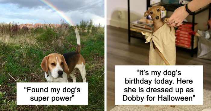 56 Dog Photos That Prove These Weirdos Make Life Better