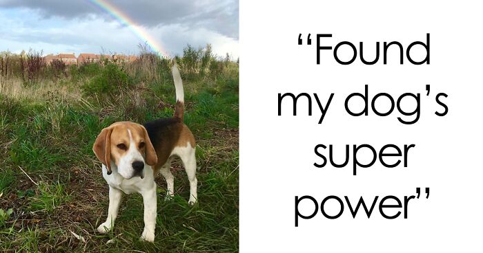 56 Dog Photos That Prove These Weirdos Make Life Better