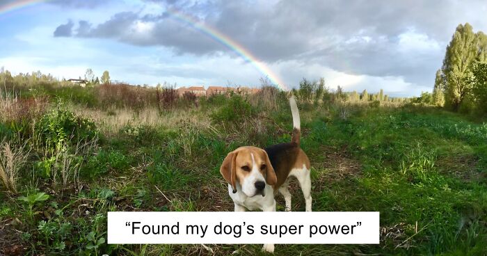 56 Dog Photos That Prove These Weirdos Make Life Better