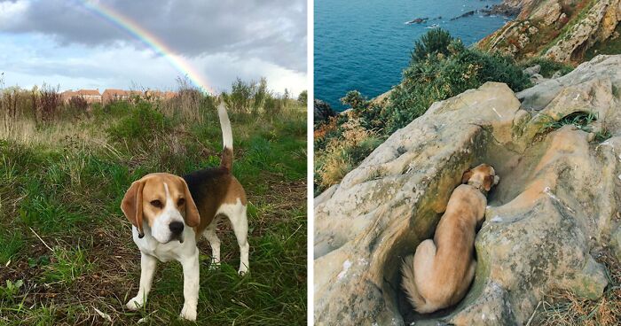 56 Dog Photos That Prove These Weirdos Make Life Better