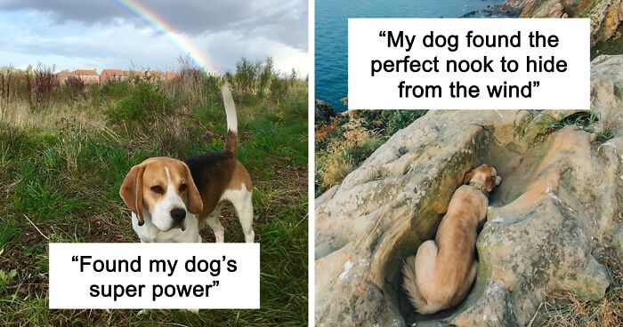 56 Dog Photos That Prove These Weirdos Make Life Better