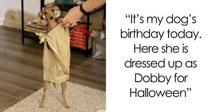 56 Dog Photos That Prove These Weirdos Make Life Better