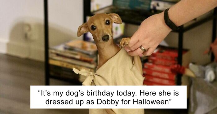 56 Dog Photos That Prove These Weirdos Make Life Better