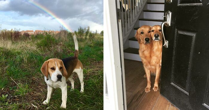 56 Dog Photos That Prove These Weirdos Make Life Better