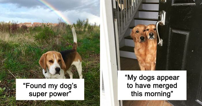 56 Dog Photos That Prove These Weirdos Make Life Better