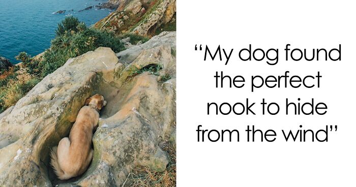 56 Dog Photos That Prove These Weirdos Make Life Better
