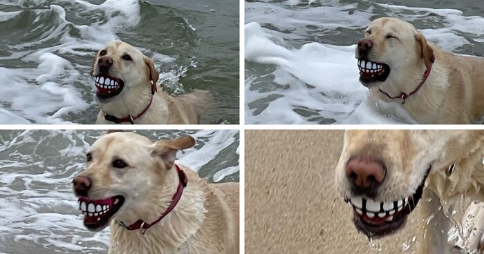 56 Dog Photos That Prove These Weirdos Make Life Better