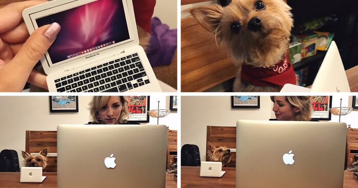 56 Dog Photos That Prove These Weirdos Make Life Better