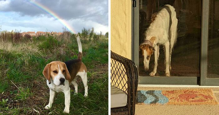 56 Dog Photos That Prove These Weirdos Make Life Better