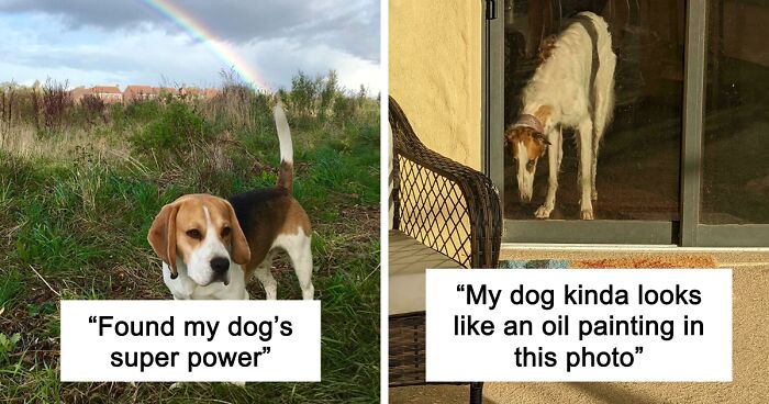 56 Dog Photos That Prove These Weirdos Make Life Better