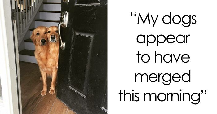 56 Dog Photos That Prove These Weirdos Make Life Better