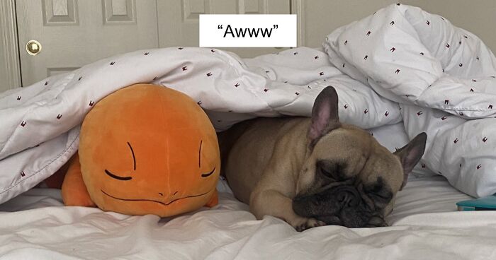 56 Dog Photos That Prove These Weirdos Make Life Better