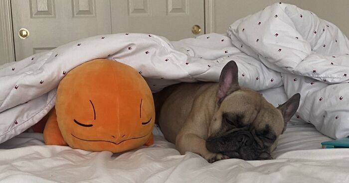 56 Dog Photos That Prove These Weirdos Make Life Better