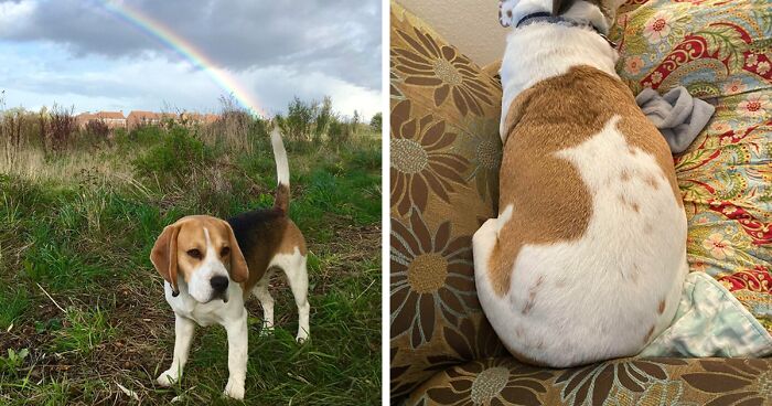 56 Dog Photos That Prove These Weirdos Make Life Better