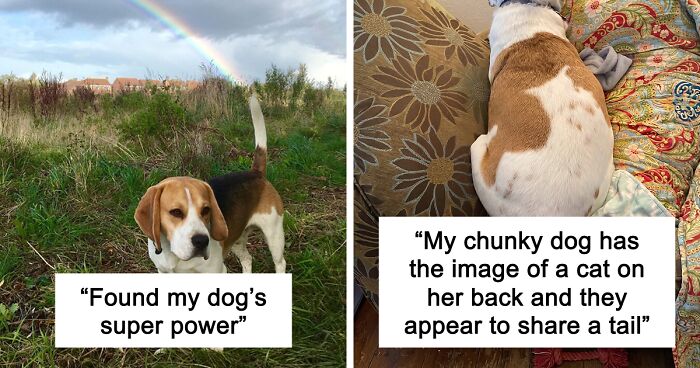 56 Dog Photos That Prove These Weirdos Make Life Better
