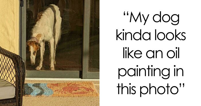 56 Dog Photos That Prove These Weirdos Make Life Better