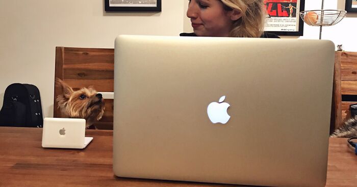 56 Dog Photos That Prove These Weirdos Make Life Better