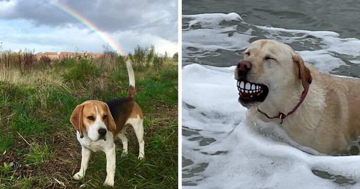 56 Dog Photos That Prove These Weirdos Make Life Better