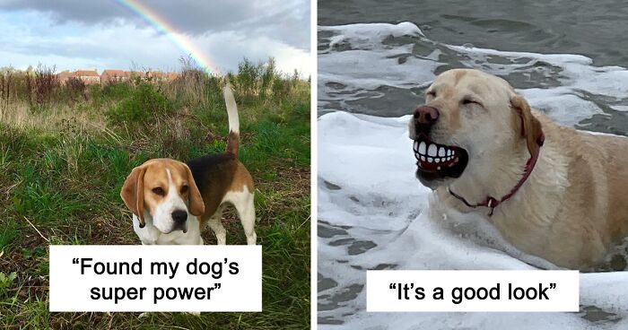 56 Dog Photos That Prove These Weirdos Make Life Better