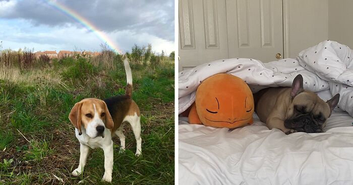 56 Dog Photos That Prove These Weirdos Make Life Better