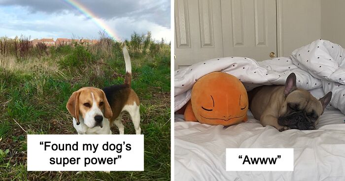 56 Dog Photos That Prove These Weirdos Make Life Better