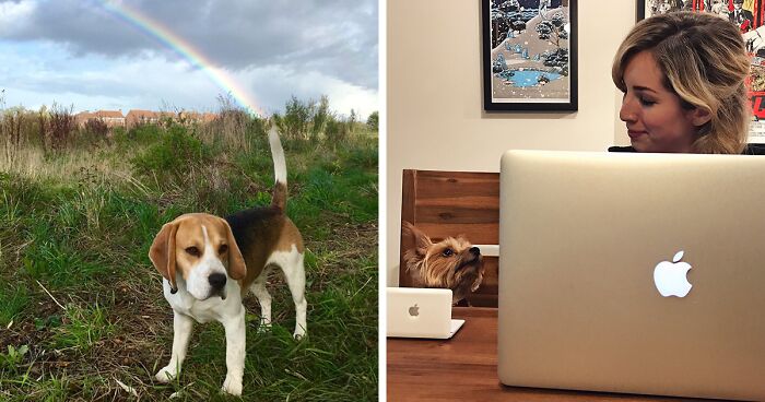 56 Dog Photos That Prove These Weirdos Make Life Better