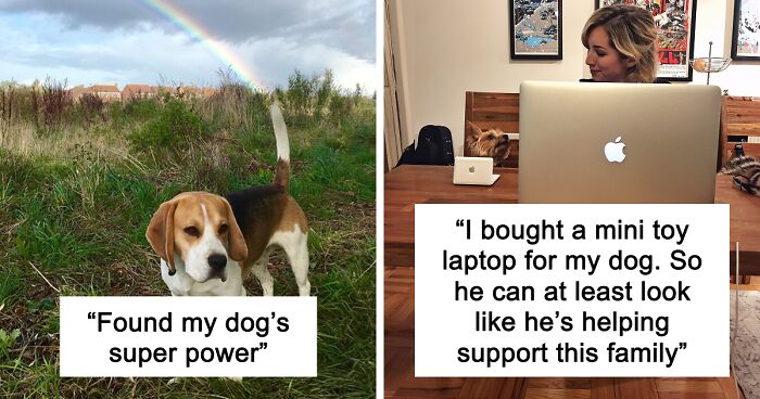 56 Dog Photos That Prove These Weirdos Make Life Better