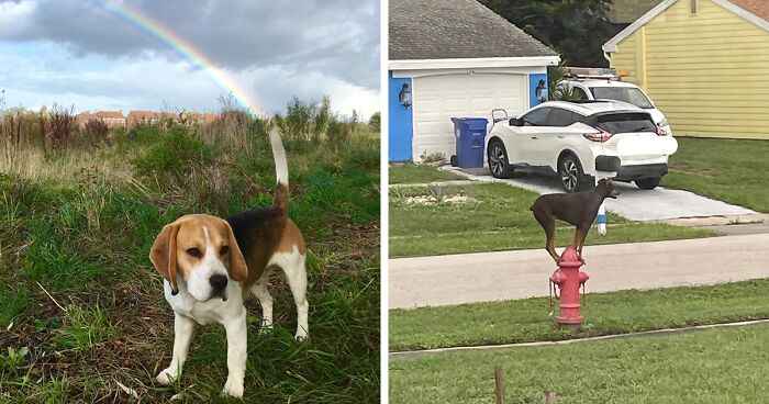 56 Dog Photos That Prove These Weirdos Make Life Better