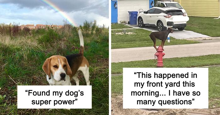 56 Dog Photos That Prove These Weirdos Make Life Better