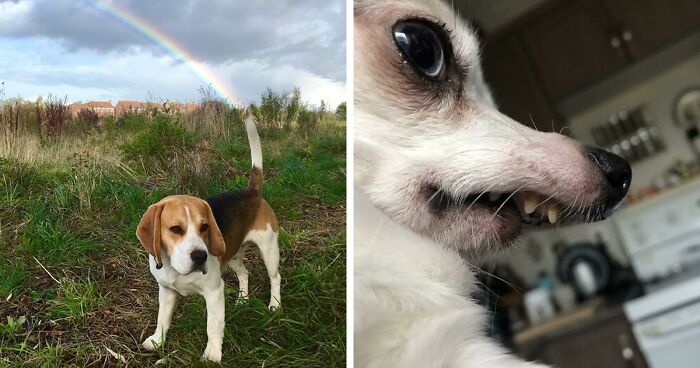 56 Dog Photos That Prove These Weirdos Make Life Better