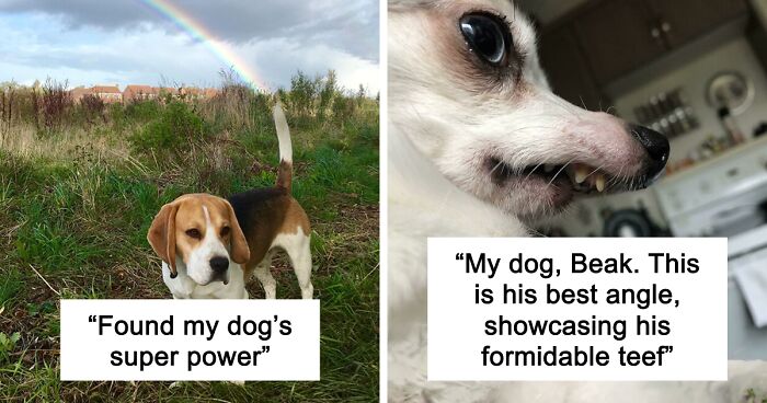 56 Dog Photos That Prove These Weirdos Make Life Better