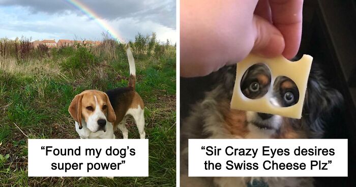 56 Dog Photos That Prove These Weirdos Make Life Better