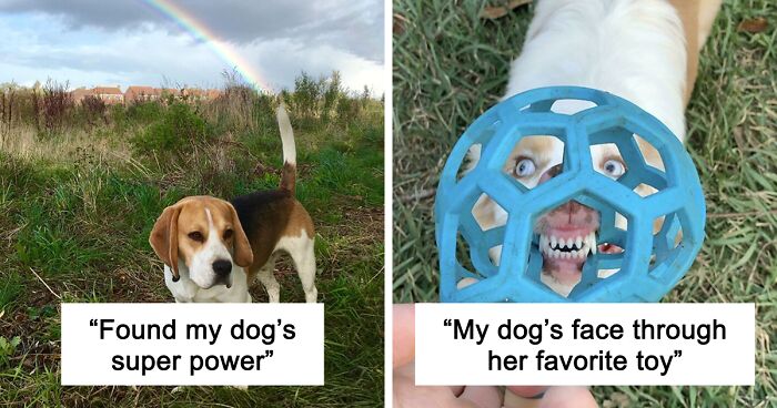 56 Dog Photos That Prove These Weirdos Make Life Better