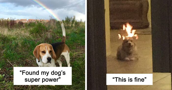 56 Dog Photos That Prove These Weirdos Make Life Better