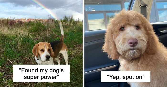 56 Dog Photos That Prove These Weirdos Make Life Better